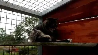 Cats Only: De kat wassen in de ochtendzon