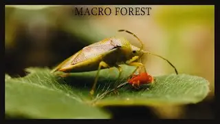 Shield bug, Chigger, spider @ Macro videography by Shpy