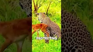 Unbelievable: Tiger Protects Baby Deer from Hyenas! 🐅🦌