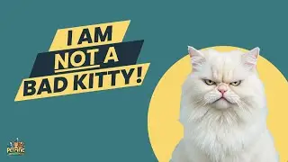 STOP Your Cat's BAD Behavior NOW!