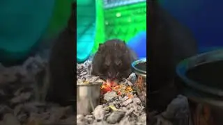 Hamster. Food hoarding.