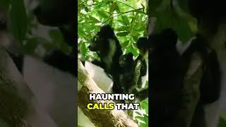 Amazing Facts About the Indri: Madagascar's Largest Lemur! #Indri #Short #Animals #Wildlife