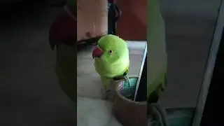 #nonstoptalkingparrot  