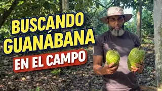 Buscando guanábana en el campo | Cosecha tradicional#campo#aventura#naturaleza 