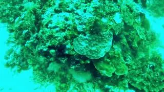 Neptuns Anemone