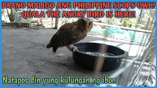PHILIPPINE SCOPS OWL NALIGO SA PALANGGANA|QUALA THE ANGRY BIRD IS HERE!PANGALAWANG BIRDCAGE TAPOS NA
