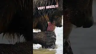 Captivating Nature Scene: Grizzly Results!
