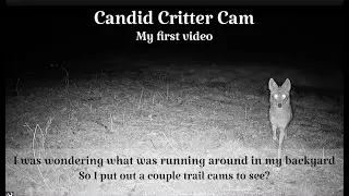 Candid Critter Cam - What's running around my backyard? - Trail Camera