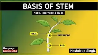 Morphology of Stem | Node and Internode | Apical Bud and Axillary Bud | Phototropism and Geotropism 
