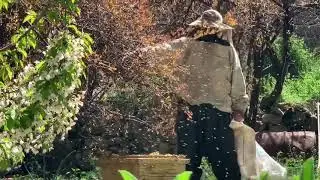 grtny pura hang پورە ھەنگ honey bee