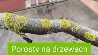 Porosty na drzewach.