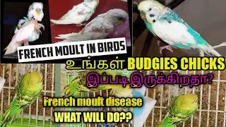 HOW TO STOP FRENCH MOULT DISEASE IN BUDGIES||&bull;|| BUDGIES BREEDERS MUST WATCH THIS VIDEO 👍🏻
