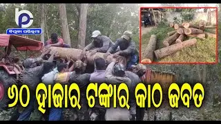 Wood Smuggling Racket Busted: Wood Worth Rs 60k Seized By Forest Officials in Gajapati-Ganjam Border
