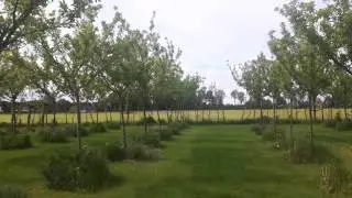 Assortiment pruimenbomen Schouten Bomen & Loonbedrijf
