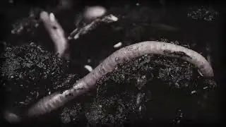 GREH - Inhumed To Forget (Official Music Video 2023)
