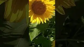 #sunflowers #bees #pollinating  #beautiful #garden