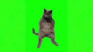 Cat sitting meme green screen