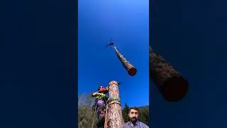 How to cut a long tree using helicopter and chainsaw || #youtubeshorts #viral #trending #machinery