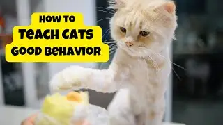 How to Teach Cats Good Behavior  |  A Guide to Cat Manners at Home