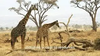the survival of giraffe in the desert