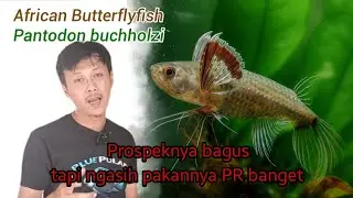 Budidaya African Butterfly Fish Part 1 | How To Breed African Butterfly Fish Part 1