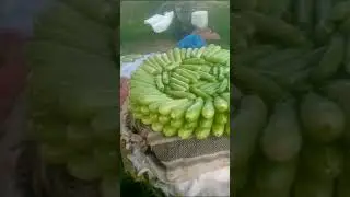 Farm house vegetable harvesting|Bottle guard|Plants Hub Official