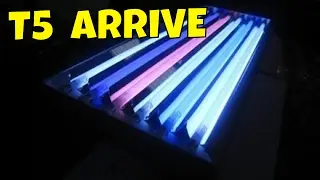 t5 aquarium light -ATI T5 bulbs - coral lighting