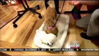Jason Davis The Dog Guy&reg; - Preparing For A Holiday Puppy