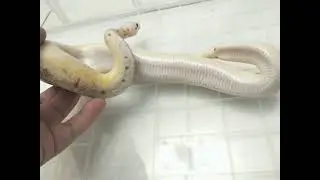 Female Pastel Spider Pinstripe yellow belly (spinner blast yellowbelly) ball Python Snake, Reupload