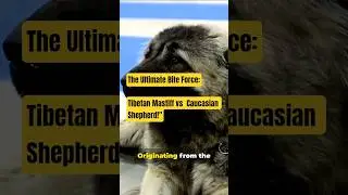 Tibetan Mastiff vs Caucasian Shepherd :Who's the True Alpha? #dogbreed #doglover#dog