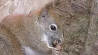 American Red Squirrel, Axe Valley Wildlife Park (12th February 2017)