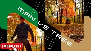 Dead aspen tree dies it&rsquo;s final death