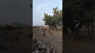 🌿 Open Farm Life: 1 Hour Relaxing Live with Chickens 🐓