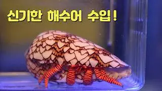 신기한 해수어들 입고~!