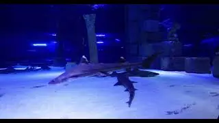 Shark Aquarium #shark #sharks #sharktank #aquarium #aquariumfish #sea #ocean #oceanlife