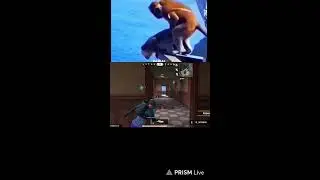 Scarfall 2.0 shorts live