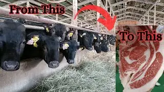 Beef Farming in Japan, Kobe beef, Tajima.