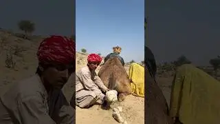 Everyone Pulled Out Their Phones#elephant#animals#video#shorts