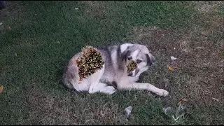 Removing Monster Mango worms From Helpless Dog! Animal Rescue Video #2025  #35 #dog #dogrescue #134