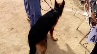 Kashif mahmood dog show in Murree