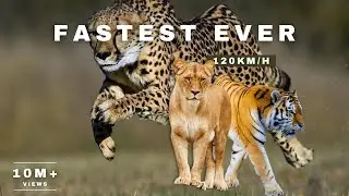 Zooming Through Nature: Top 10 Fastest Animals!
