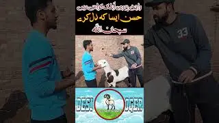 Rajanpuri Ablak Cross Bakriyan (Goats)