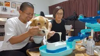 流しそうめんしたら愛犬に狙われて全く落ち着かないんですがw