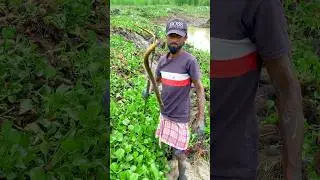 Video penangkapan belut #video pendek #memancing #video