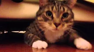 Fat cat squeezes himself out from under the couch