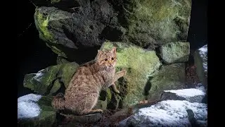 DIVOŠKY z DOUPOVA ve FILMU V. | WILDCAT from DOUPOV V.