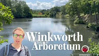 Winkworth Arboretum - beautiful lake and woodland walks in Surrey