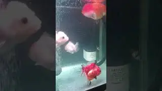 Ikutan Tren ah #animals #goldfish #fish #hewan #aquarium #shorts #viral #fyp #beranda #feedshorts