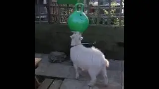 Funny Animals Vol. 9 | Animals Doing Things