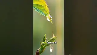 Rainlight: After Every Storm #naturetimelapse #macro #calming #cinematic